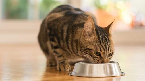 How long can a shop kitten go without eating